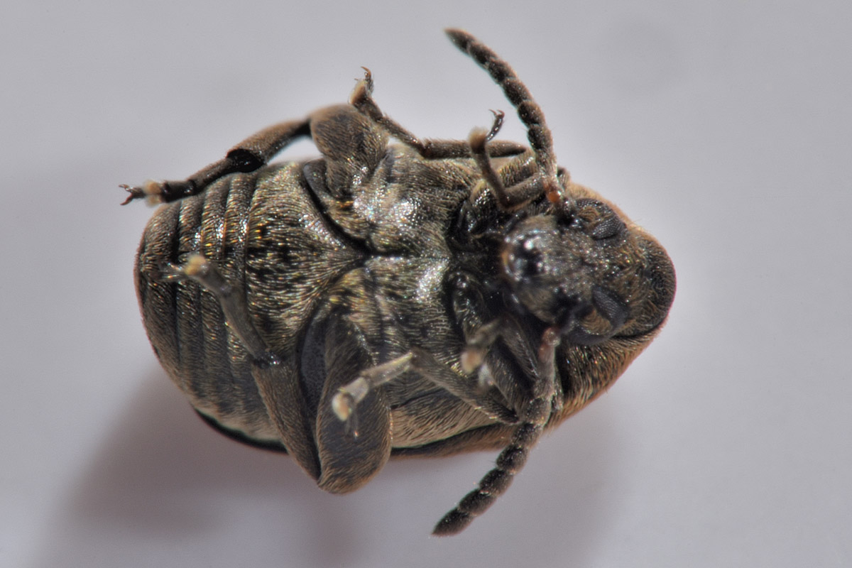 Chrysomelidae Bruchinae: Acanthoscelides sp? No, Bruchidius lineatus